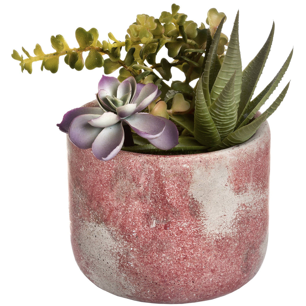 Terracotta Potted Succulent