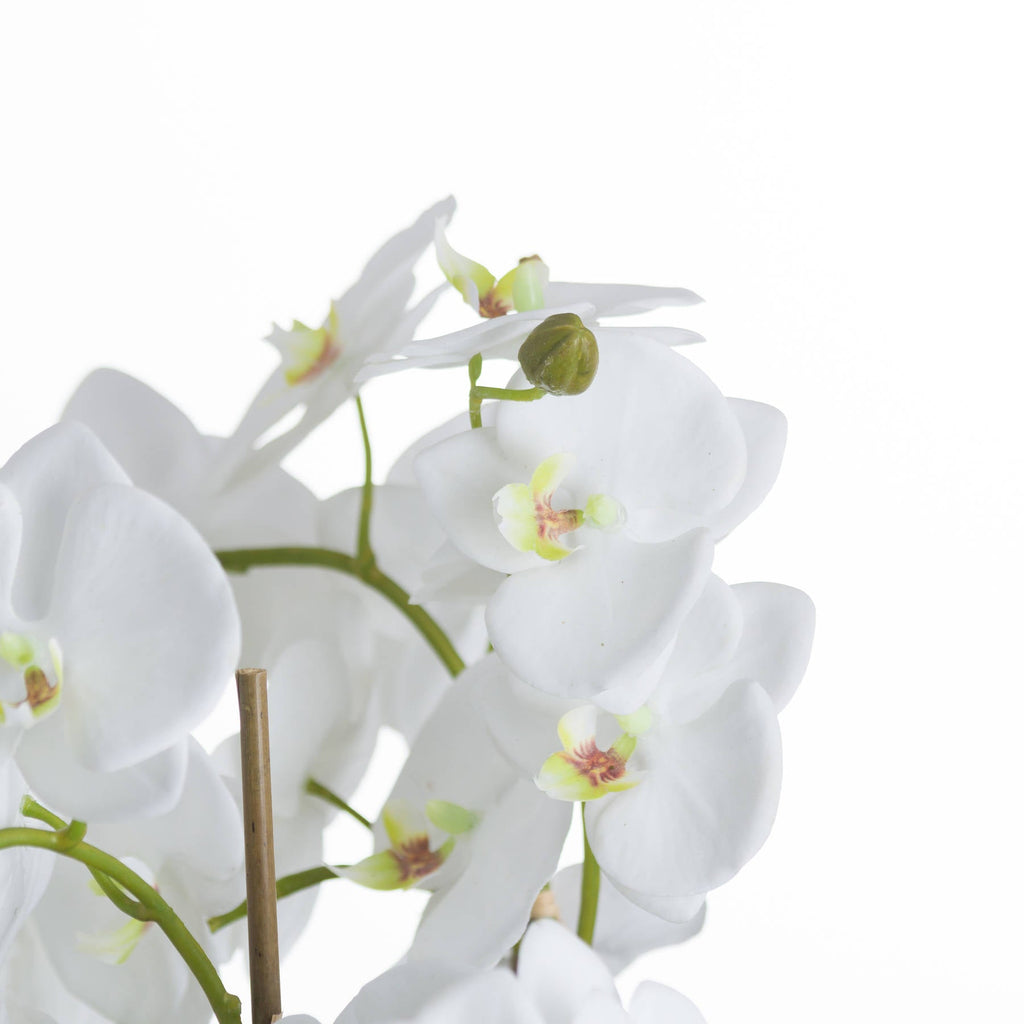 White Orchid and Fern Garden In Rootball