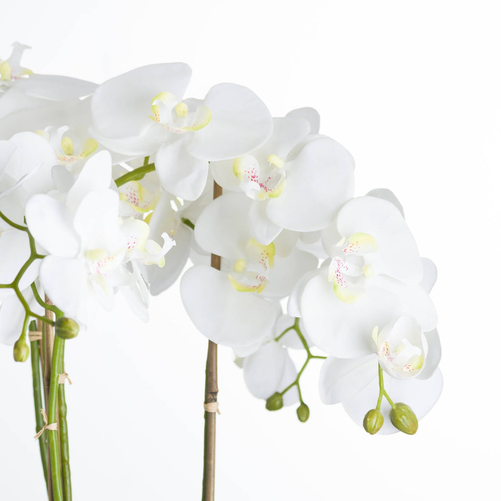 White Orchid In Stone Pot, Large