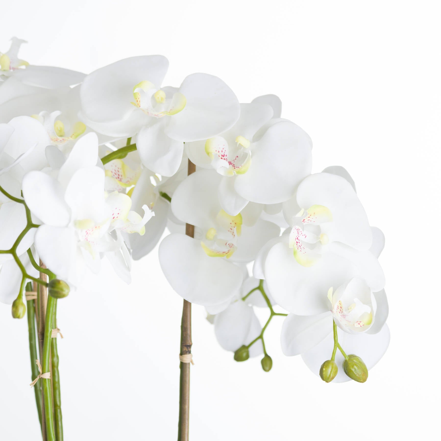 White Orchid In Stone Pot, Large