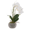 Small Glass Potted Orchid With Roots