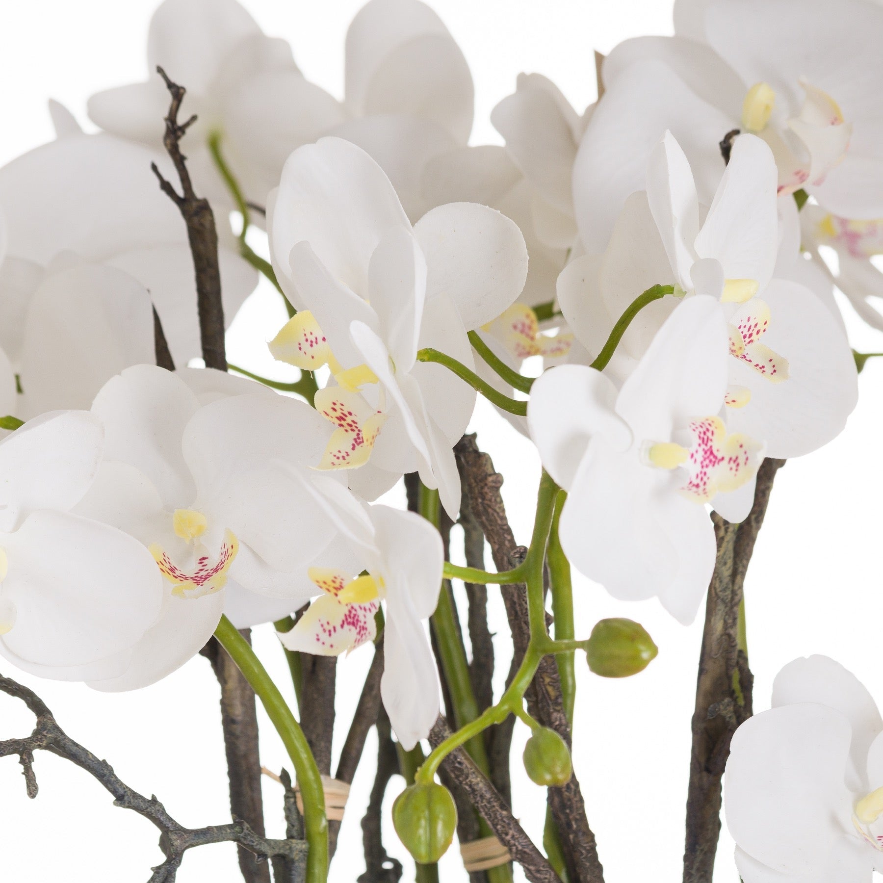 Potted Orchid With Roots