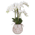 Potted Orchid With Roots