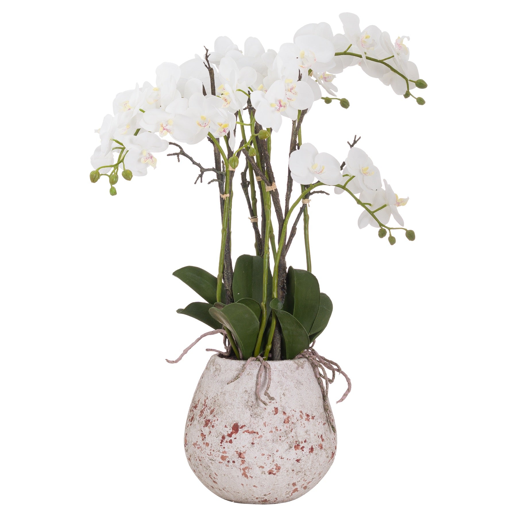 Potted Orchid With Roots