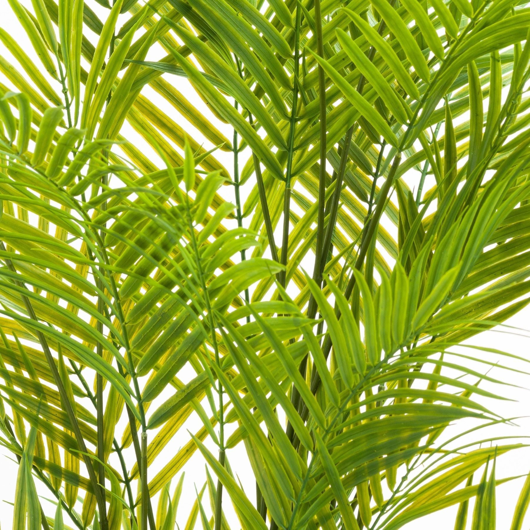 Paradise Potted Palm, Large