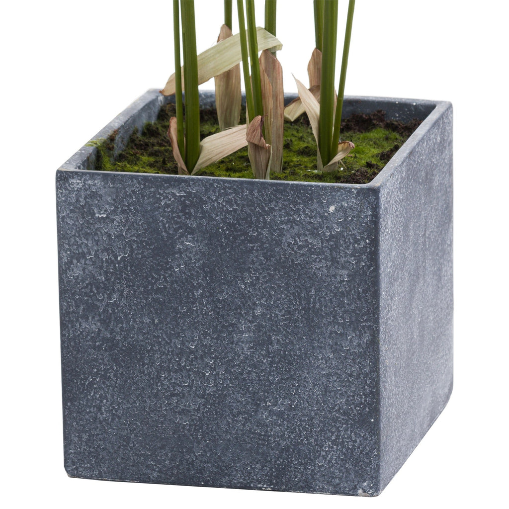 Paradise Potted Palm, Large