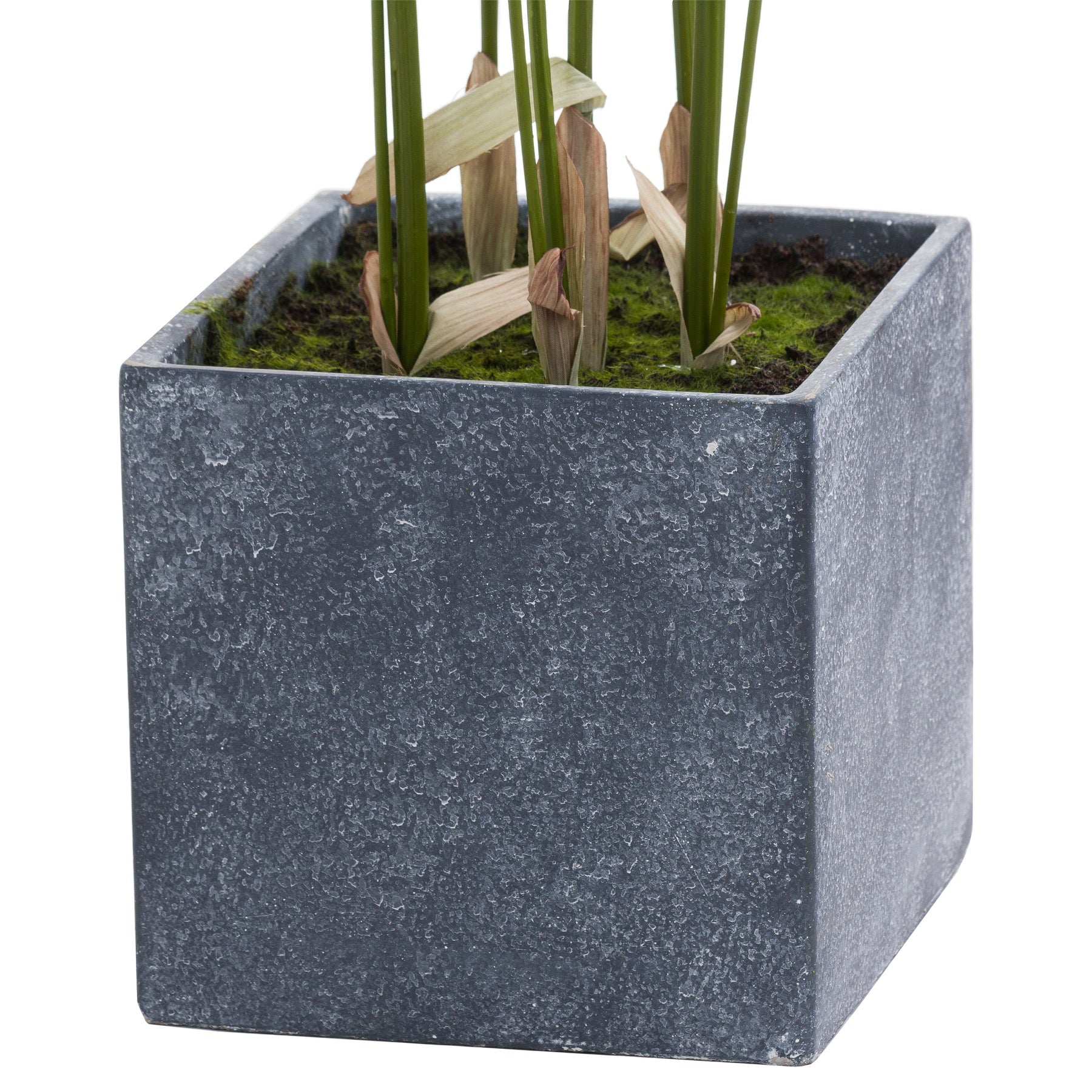 Paradise Potted Palm, Large