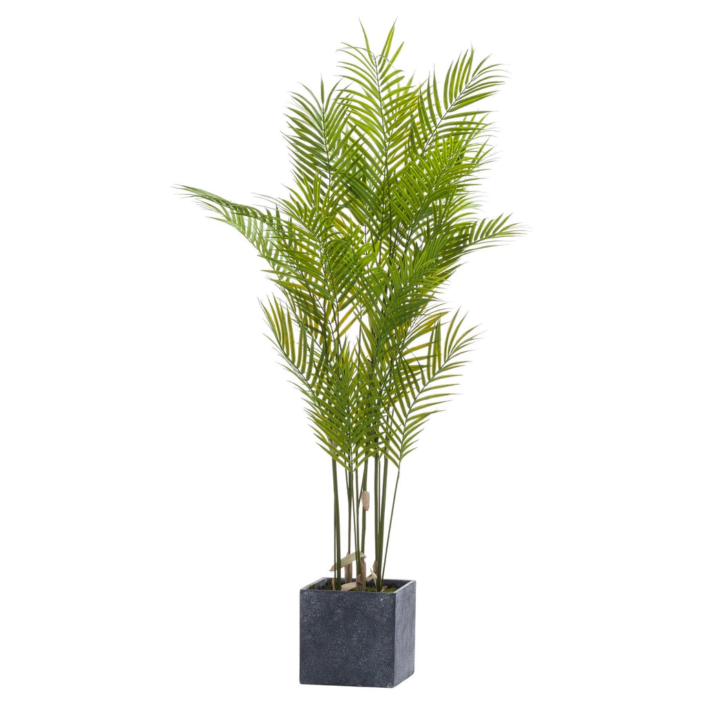 Paradise Potted Palm, Large