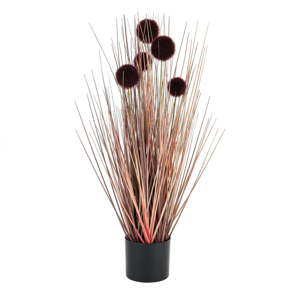 Pompom Alliums In Black Pot